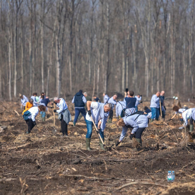 Akcija pošumljavanja spačvanskog bazena