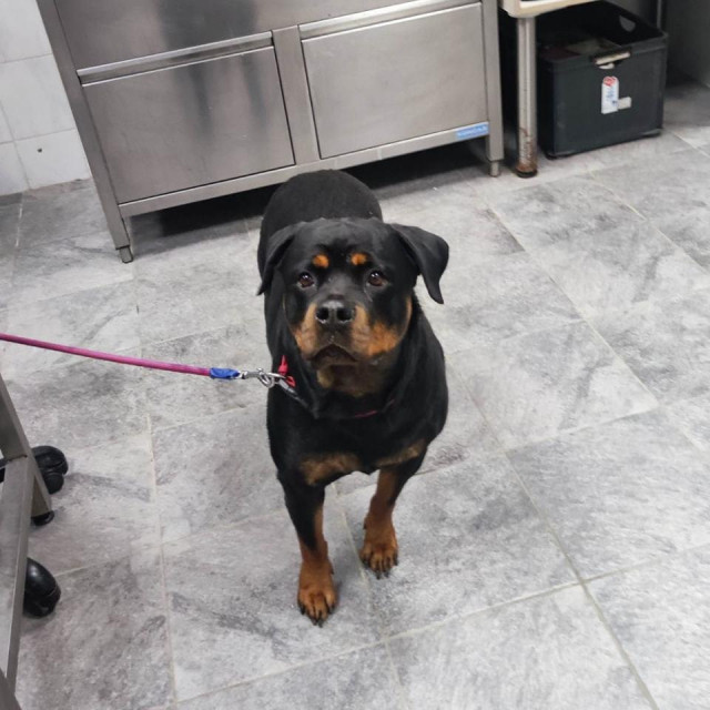 Kujica koja je dobila ime Šima