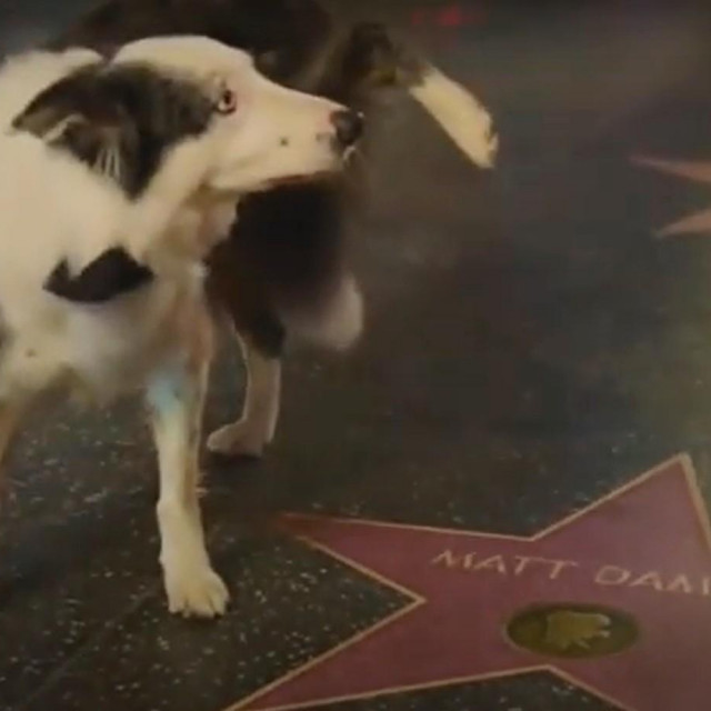 Pas Messi popiškio se po zvijezdi Matta Damona na Stazi slavnih