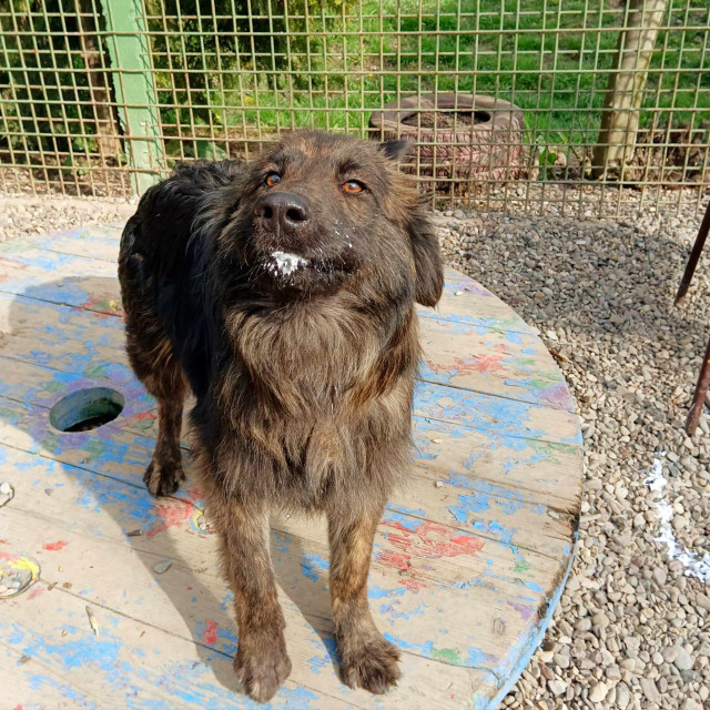 Pas Joško koji ‘nije‘ pojeo jogurt