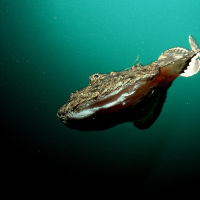 Lophius piscatorius
