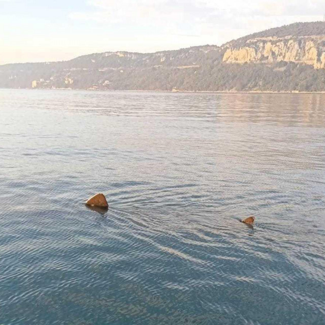 Golema psina kod Trsta