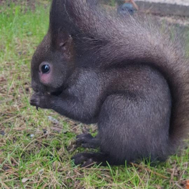 Alvin ima upalu ispod oka