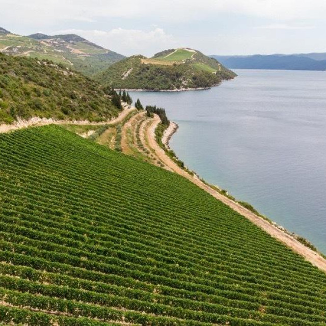 vinogradi plavca malog na Komarni vinarije Deak