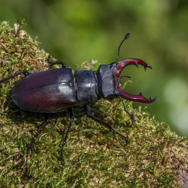 Lucanus cervus