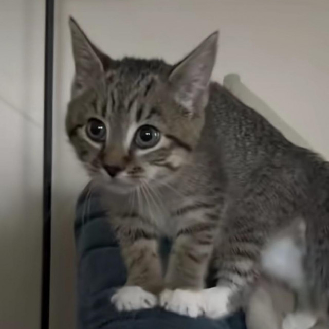 Mačić koji misli da je pas