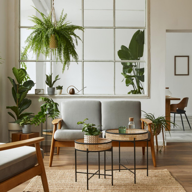 Modern scandinavian interior of living room with design grey sofa, armchair, a lot of plants, coffee table, carpet and personal accessories in cozy home decor. Template.