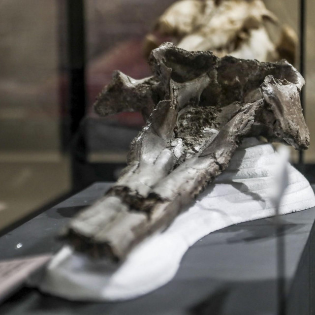 Fosil riječnog dupina