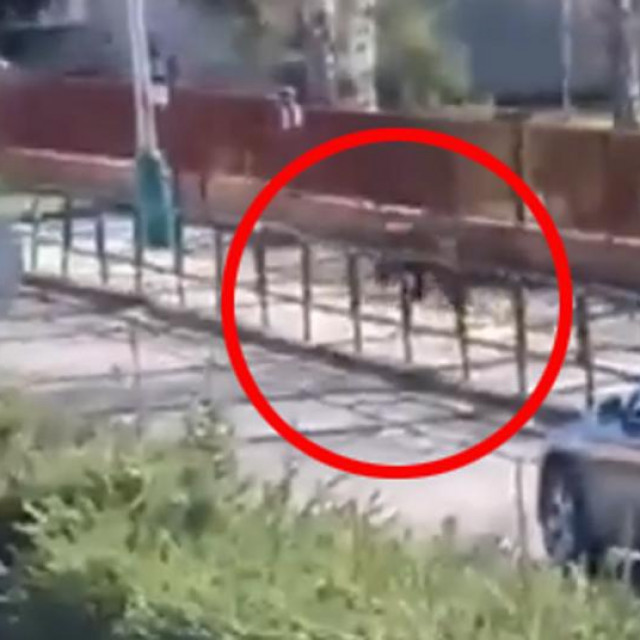 Medvjed u Slovačkoj