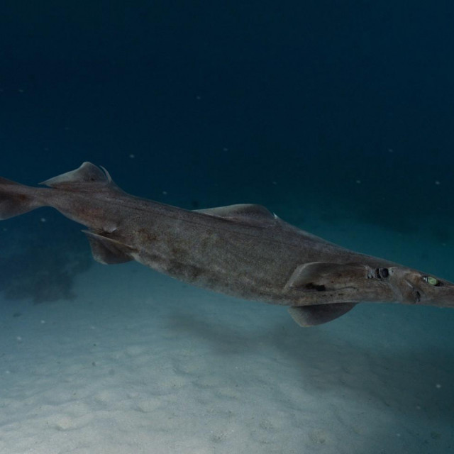 Morski pas zvjezdaš