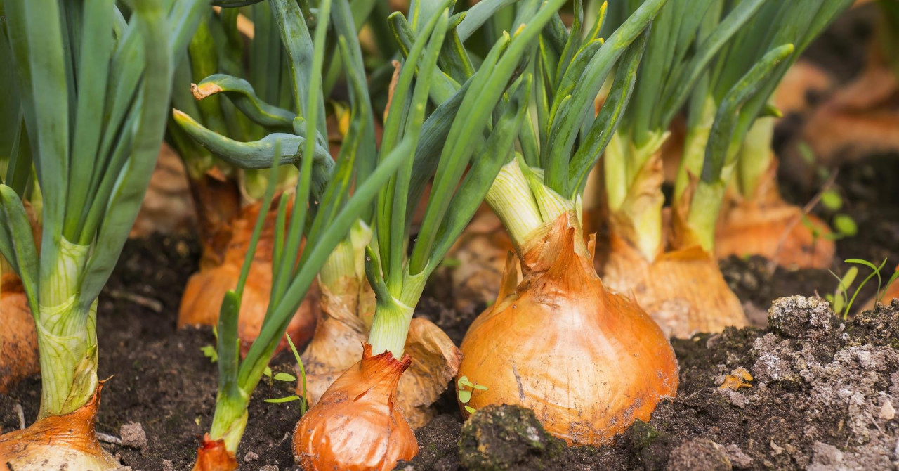 Dom i dizajn - Svakodnevno konzumiranje samo nekoliko grama ovog povrća ...