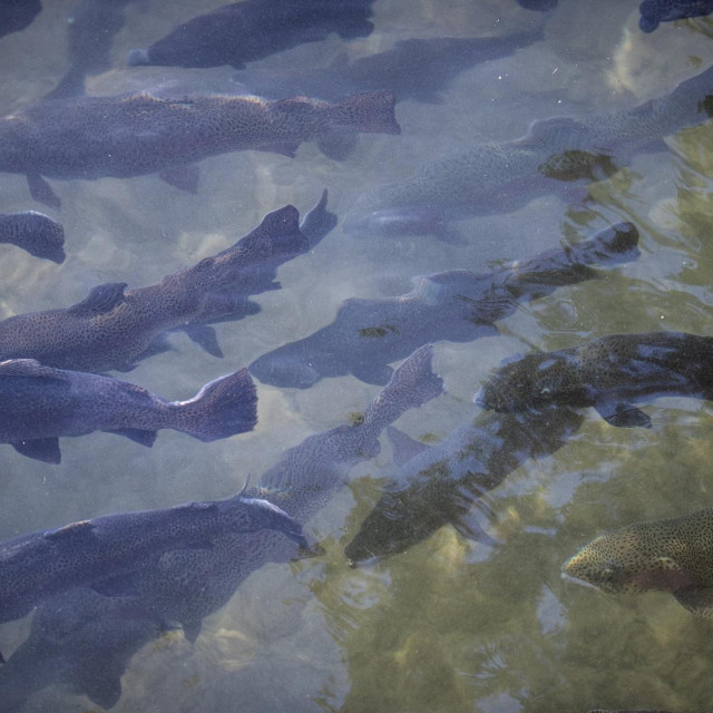 Kalifornijska pastrva, ilustracija

 