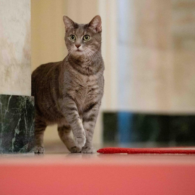 ‘Prva‘ mačka, Willow