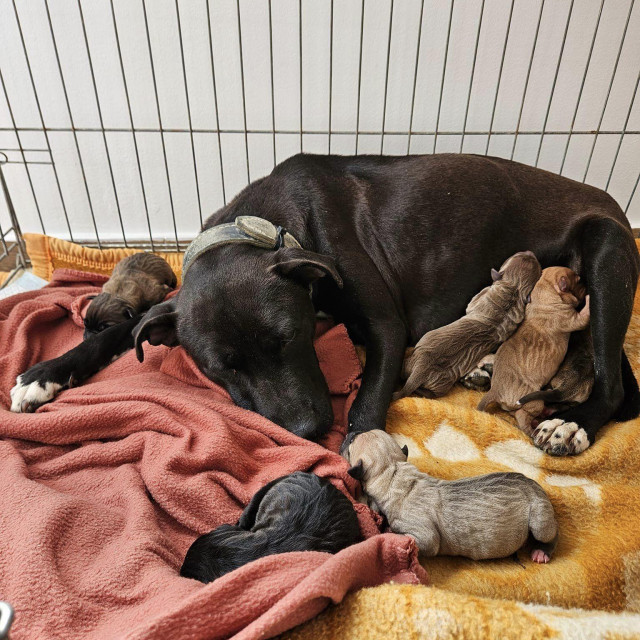 Kujica (koja još uvijek nema ime) i njeni mališani