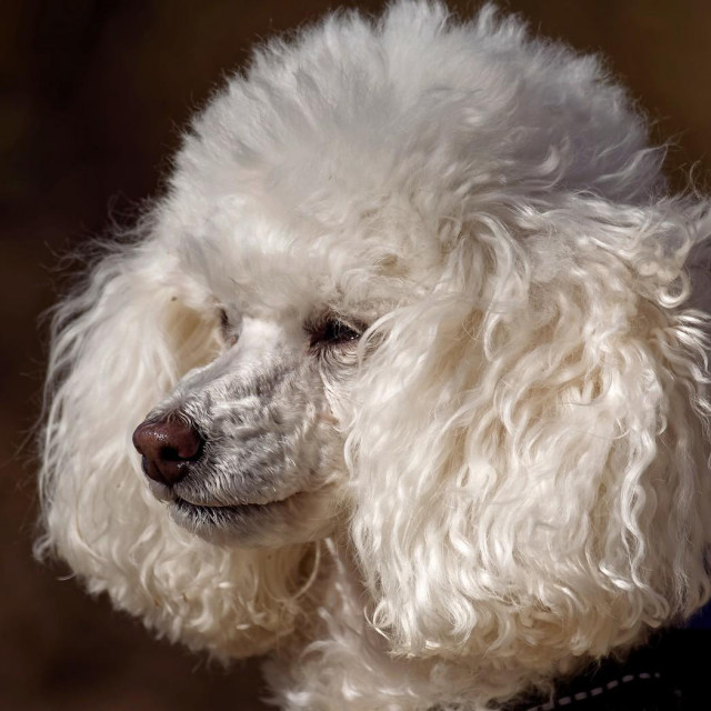 Pudlica, ilustracija