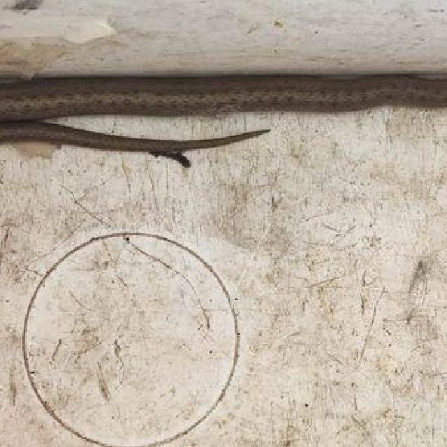 Smukulja na benzinskoj