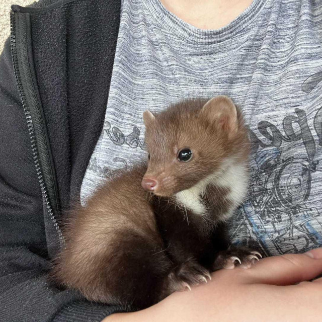 Kuna koja je dobila ime Palčica