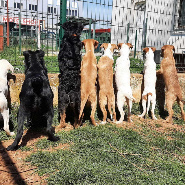 Udruga za zaštitu životinja SOS Šape