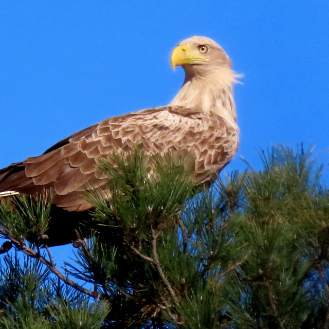 Orao štekavac na Mirni u Istri