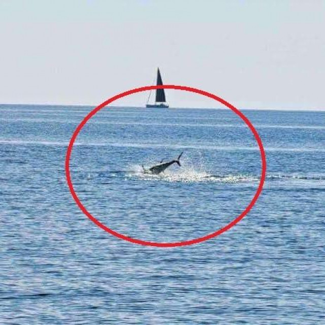 Morski pas napada tunu