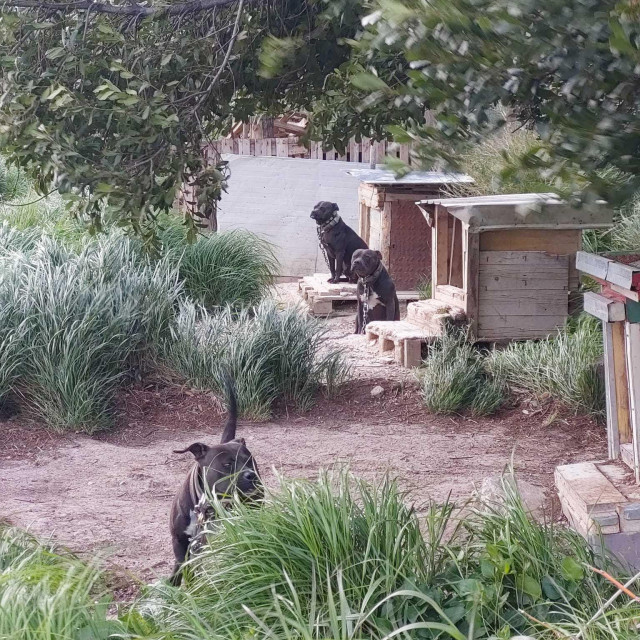 Prizor iz dvorišta strave