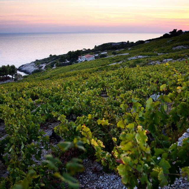 Vinogradi plavca malog u Dingacu
 