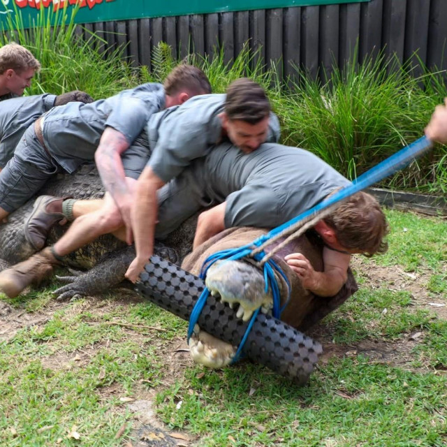 Hrvanje s krokodilom