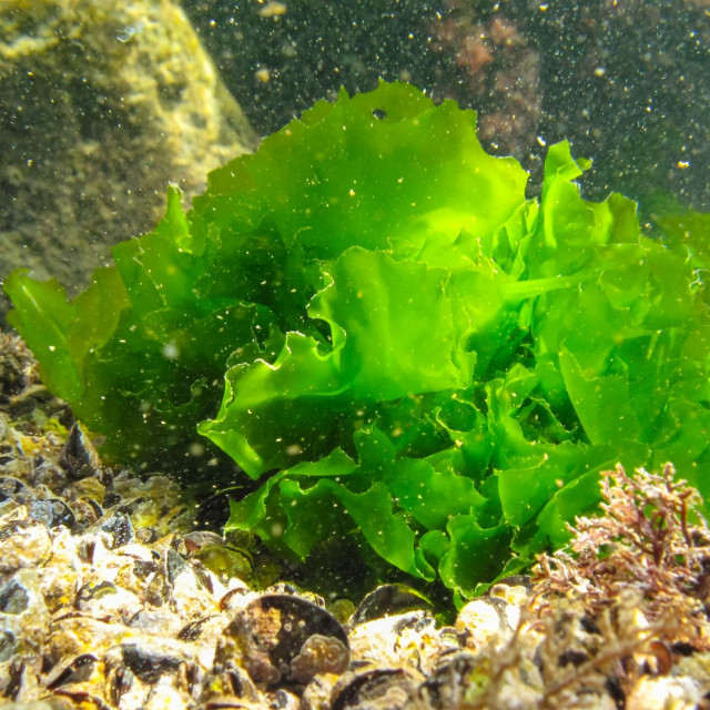 Alga ulva
