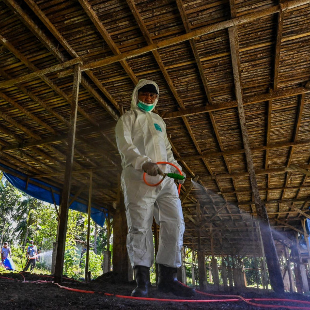 Ptičja gripa (ilustracija)