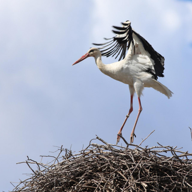 Varazdin, 250324.
Znak da je pocelo proljece su i rode koje su se vratile iz toplijih krajeva.