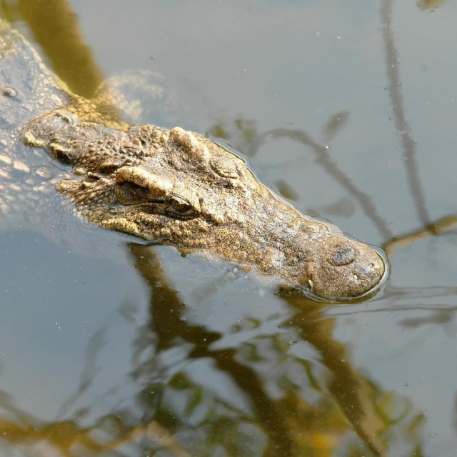 Ilustrativna fotografija