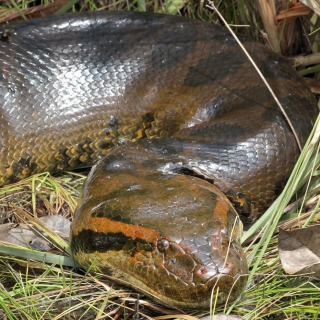 Divovska anakonda; ilustracija