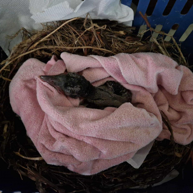 Malena vrana koja vjerojatno neće preživjeti