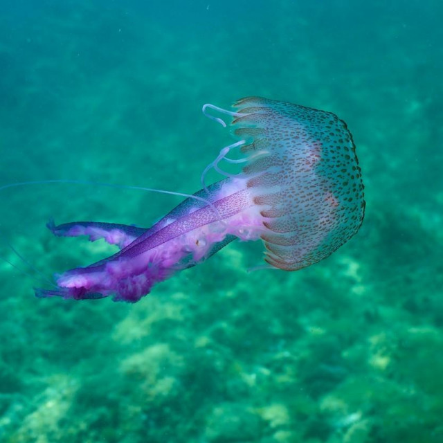 Pelagia noctiluca