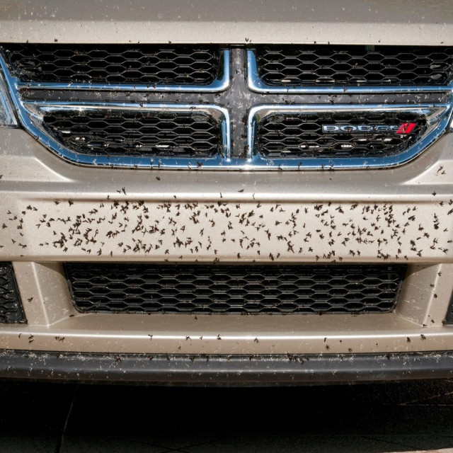 Kukci na automobilu, ilustracija