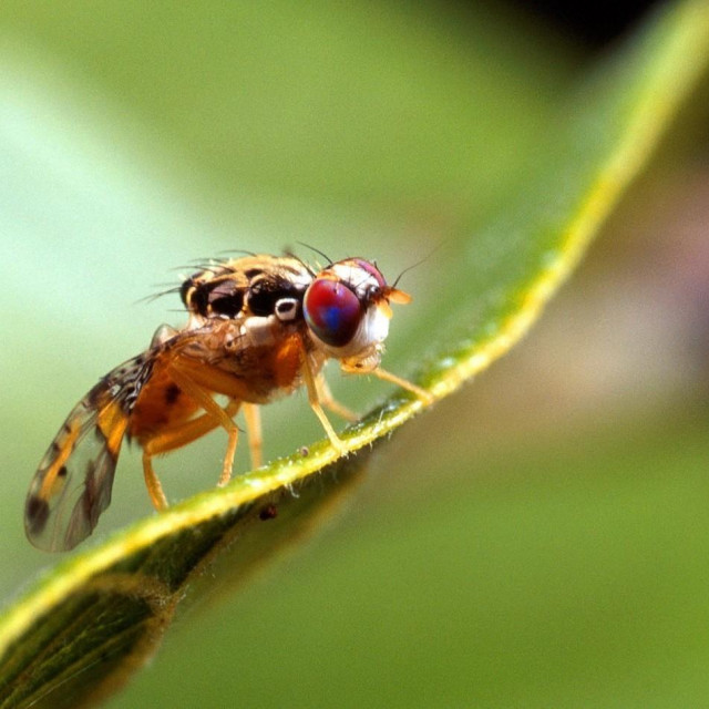 Sredozemna voćna muha