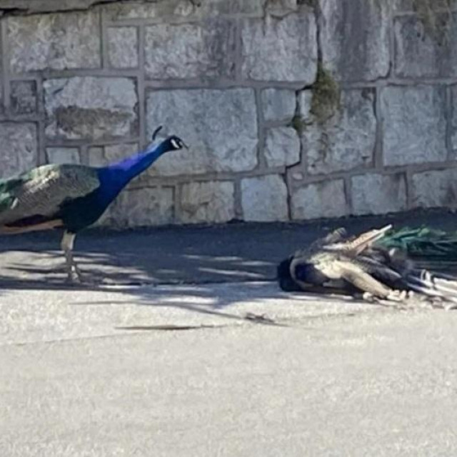 Tužan prizor na ulici