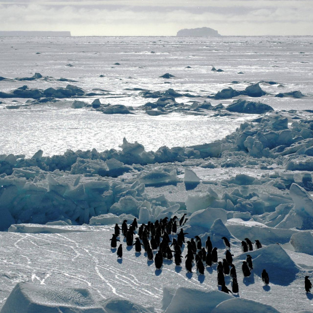 Pingvini, ilustracija