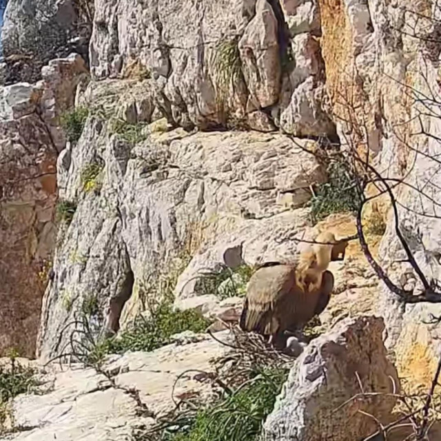 Grif i njegova majka u gnijezdu