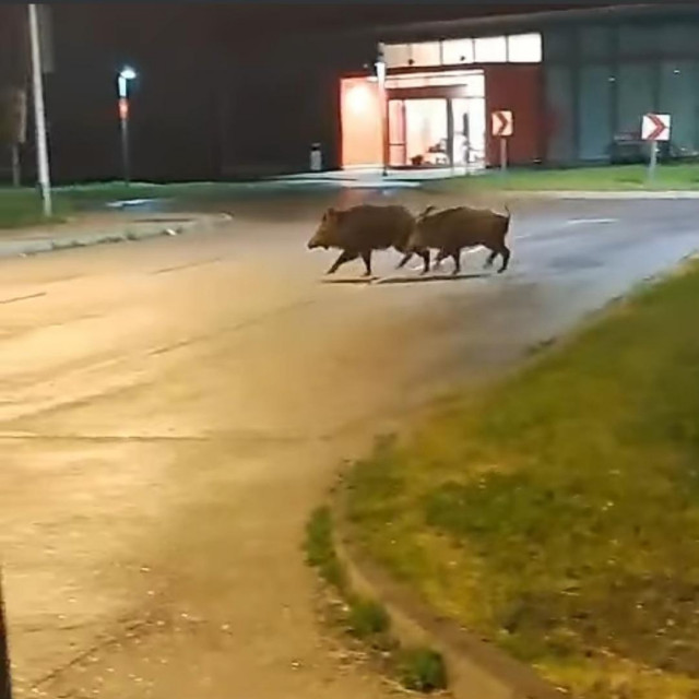 33216047