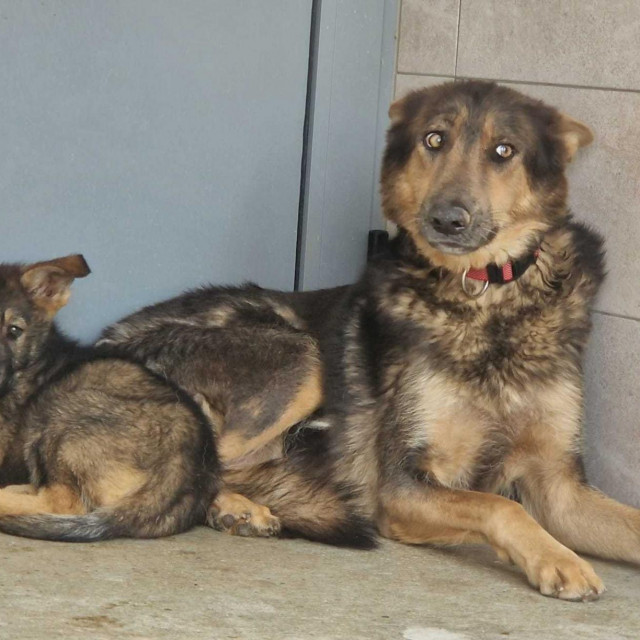 Mama i jedno preživjelo štene