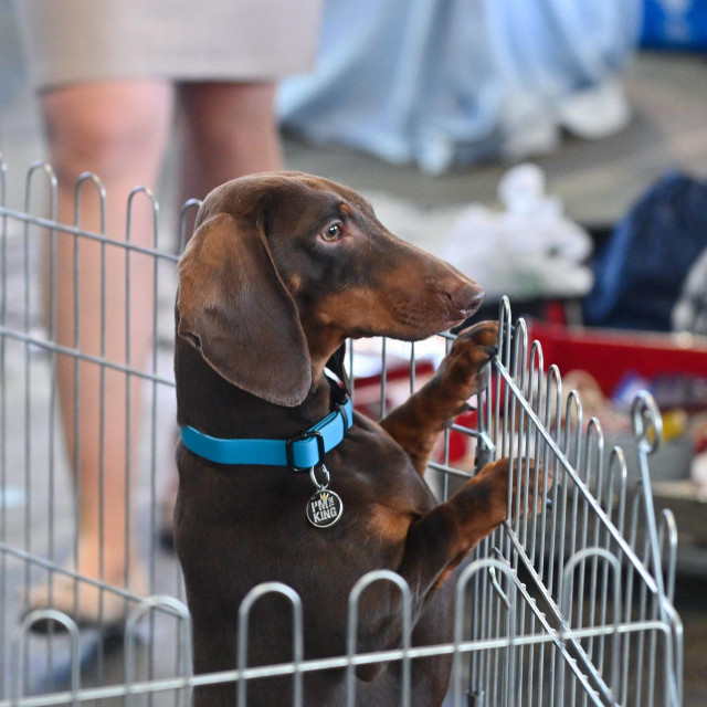 World Dog Show Zagreb 2024.