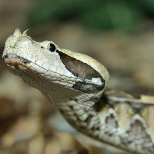 Gabonska ljutica, ilustracija