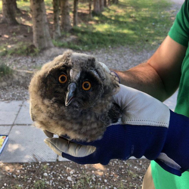 Malena ušara ispala je iz gnijezda i potom je uspješno vraćena u njega 