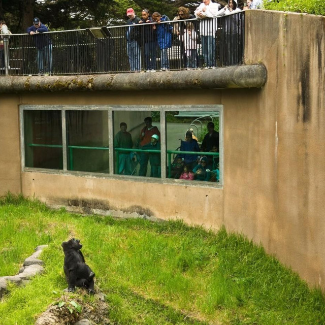 Prizor iz ZOO vrta u San Franciscu, ilustracija