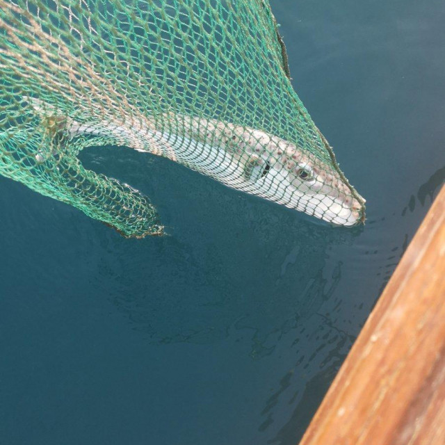 Srebrnopruga napuhača