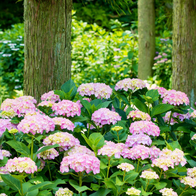 Under the cedar tree.