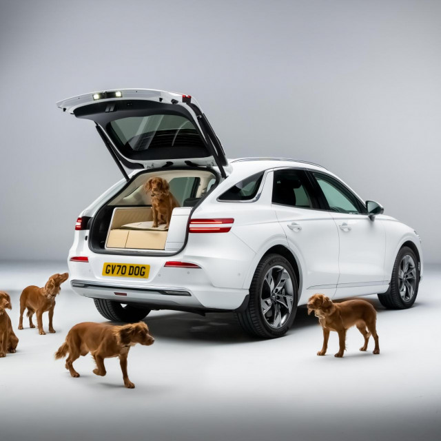 Genesis X Dog