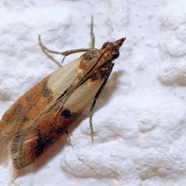 Moljac