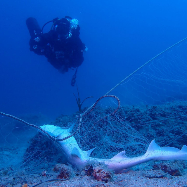 Morski pas zapleten u jedan odbačeni ribarski alat